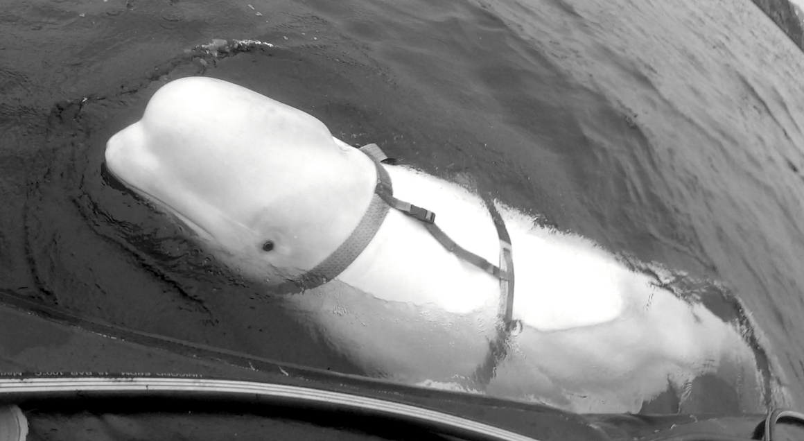 Schermafbeelding 2022-11-09 om 12.25.13