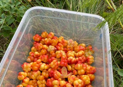 Cloudberries (en) bergbraambessen (nl) multebær (no)