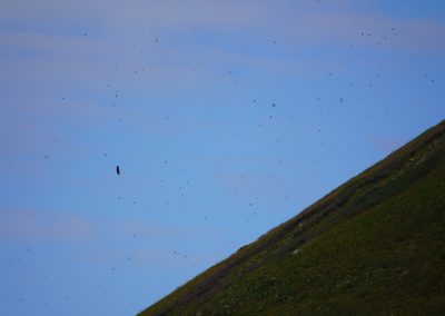 Ontzettend veel vogels en een zee-arend